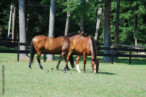 Pair of Bay Horses Grazing in a Field