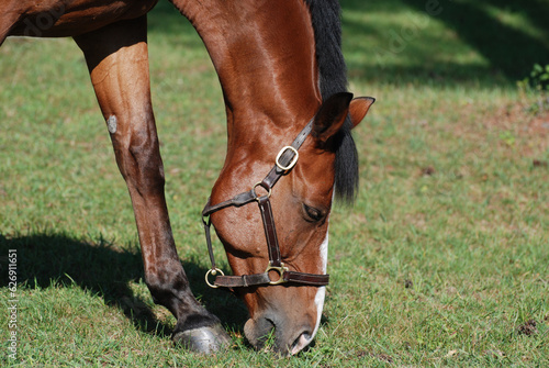 Close Up with a Grazing Dutch Warmblood Horse