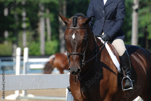 Hunter Horse Entering the Show Ring in the Summer © dejavudesigns