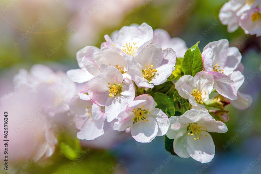 Obraz premium appletree blossom branch in the garden in spring 