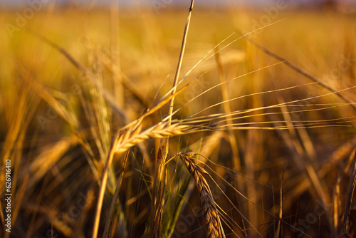 A golden ear of wheat in the field in a warm sunlight in summer. Growing  cultivating  caring for plants on a farmland. Natural grain crops for flour and bread production. Agriculture background crop.