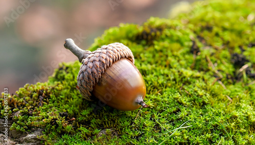 Acorn in forest on a mossy stump up close © Austin