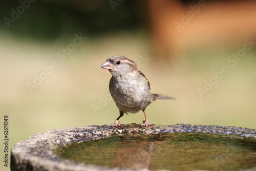 Ein weiblicher Haussperling sitzt am Rand einer Vogeltränke © cuhle-fotos