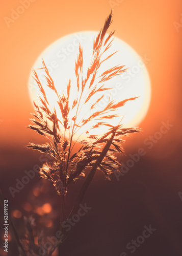 August Sunset