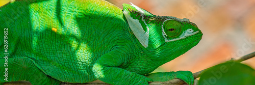 Green Chameleon, Calumma gastrotaenia on branch with green leaves, Madagascar close up photo