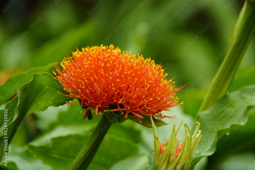 Scadoxus multiflorus (formerly Haemanthus multiflorus) is a bulbous plant native to most of sub-Saharan Africa from Senegal to Somalia to South Africa. Scadoxus multiflorus (formerly Haemanthus multiflorus) is a bulbous plant native to most of sub-Saharan Africa from Senegal to Somalia to South Africa.