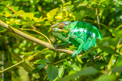 Green Chameleon close up colorful headshot on branch with green leaves, Madagascar