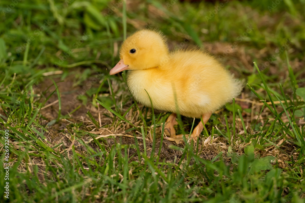 Little yellow duckling on the green grass.