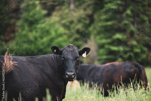 Wallpaper Mural Close up on a front facing black angus cow in summer pasture Torontodigital.ca