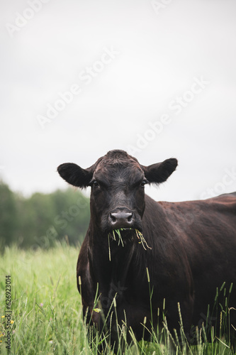 Wallpaper Mural Close up on a front facing black angus cow in summer pasture Torontodigital.ca