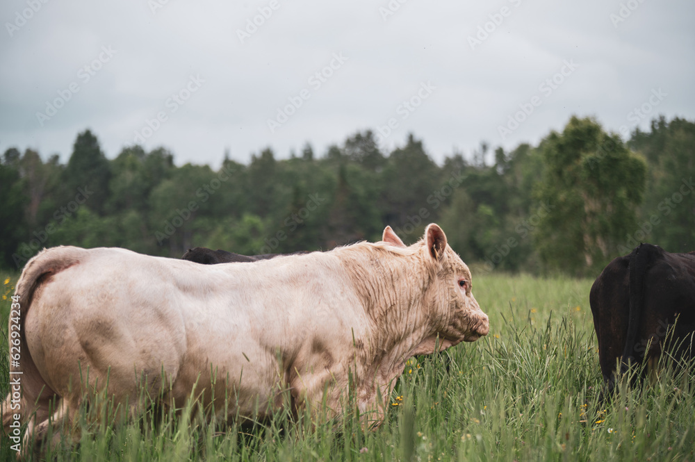 Charolais bull walking in summer pasture