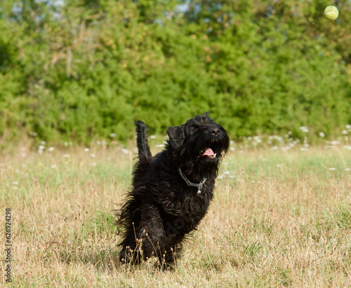 Fototapeta Naklejka Na Ścianę i Meble -  Front view of an awesome black giant schnauzer running fast and trying to catch a flying tennis ball in a dry field in summer near Lyon, France.