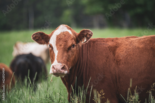 Red angus cow standing outside in summer pasture