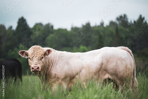 Wallpaper Mural Stunning charolais bull standing outside in summer pasture Torontodigital.ca
