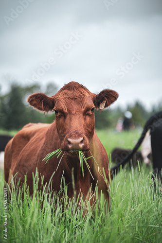 Tableau sur toile Red angus cow eating grass with her head up high with other cows