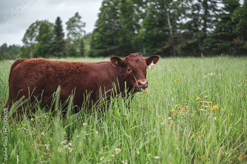 Wallpaper Mural Big red saler calf walking through tall grass in summer pasture Torontodigital.ca