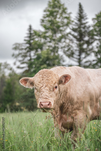 Wallpaper Mural Close up on a charolais bull outside in a tall grass field Torontodigital.ca