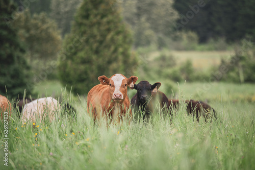 Wallpaper Mural Two calves in front of a group of cows in a tall grass pasture Torontodigital.ca