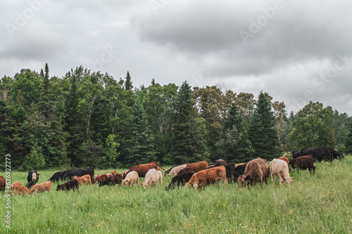 Group of cows outside in summer pasture
