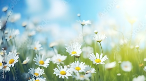 meadow with daisies © Fred