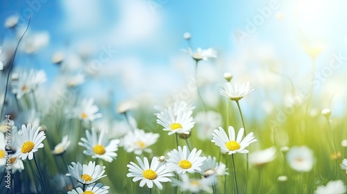 meadow with daisies