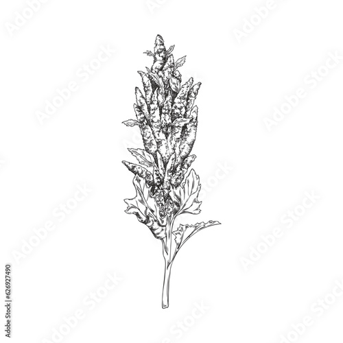 Monochrome quinoa plant branch with leaves, sketch vector illustration isolated on white background.