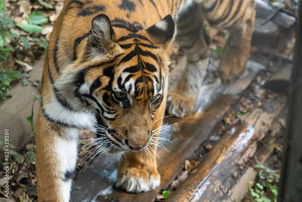 Fototapeta premium tiger