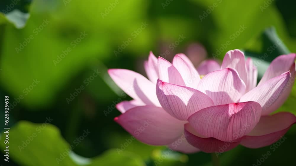 朝日を浴びて輝くハスの花 / 上野恩賜公園・不忍池(2023年7月) 朝日を浴びて輝くハスの花 / 上野恩賜公園・不忍池(2023年7月)