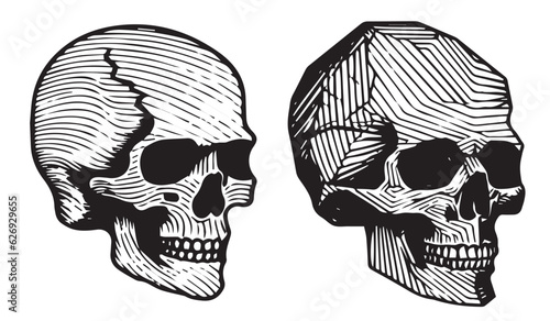Skull head vector illustration on a white background. Scary human skull. © Krzysztof