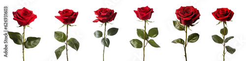 red rose with leaf isolated on transparent background