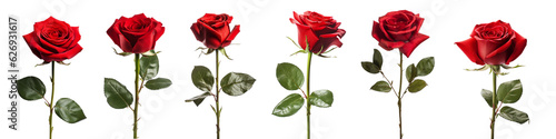 red rose with leaf isolated on transparent background © degungpranasiwi