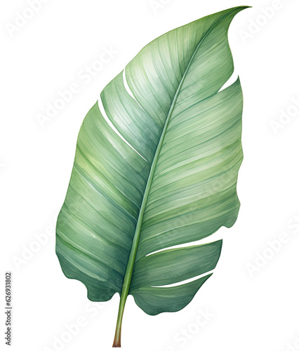 green leaf isolated on white background watercolor