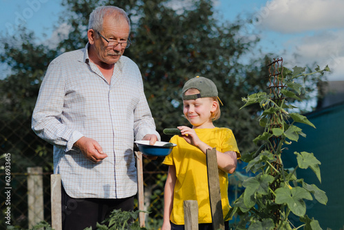 Grandfather and grandson gathering harvest vegetable. Concept of a hobby and and enjoy time. outdoors