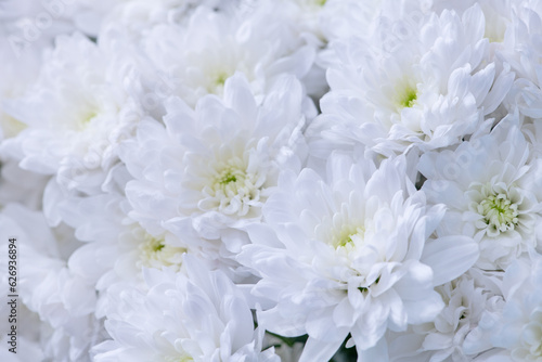 White chrysanthemums background, top view.