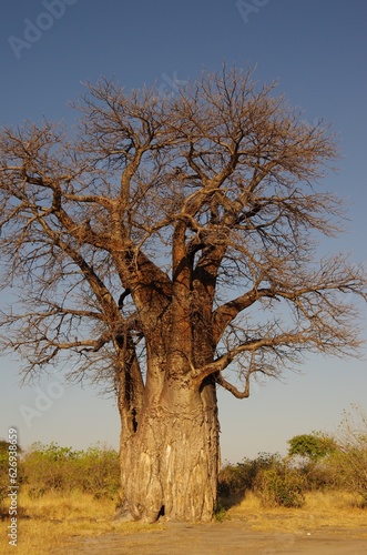 baobab photo