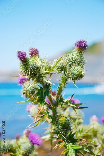 Thistle by the Sea