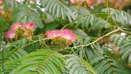 Albizia julibrissin, Persian silk tree with beautiful pink flowers closeup