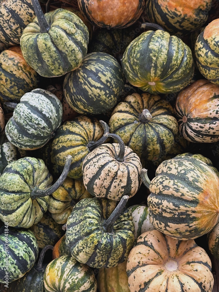 Pile of many harvested striped pumpkins at farmers market. Autumn fall seasonal background
