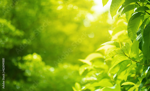 selective focus.Blurred bokeh of tree garden in morning background spring season or nature concept ideas