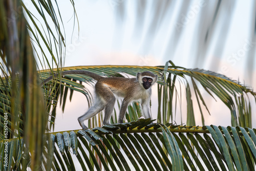 Фотография Vervet monkey on a palm frond