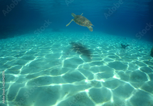 a beautiful green turtle in the crystal clear waters of the caribbean sea