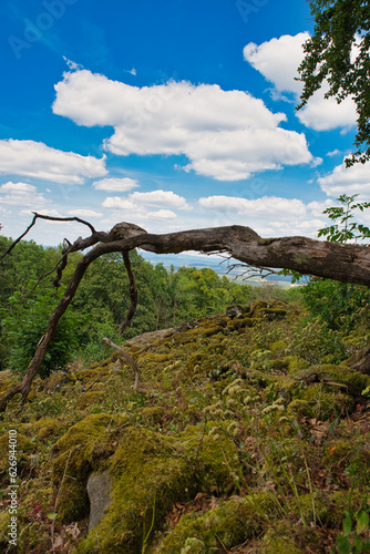Urwald mit abgestorbenen Baum © Thomas Otto