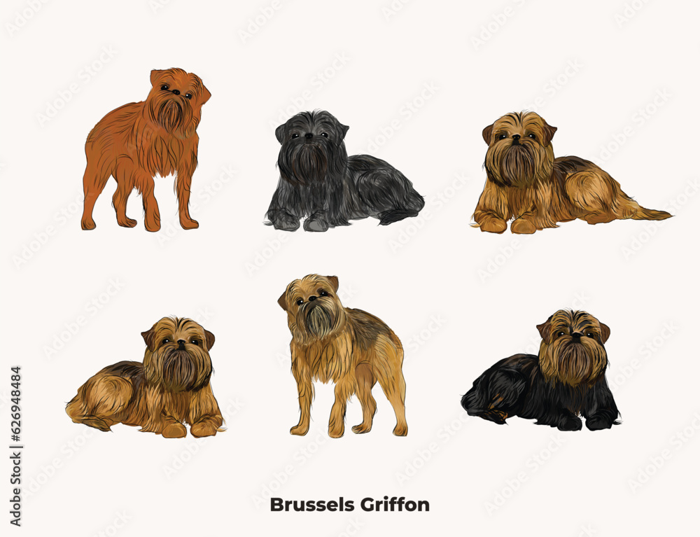 Fototapeta premium Brussels griffon colors. All coat colors. Cute dogs characters in various poses, illustrations design projects. Cartoon vector set. Dog Drawing collection set. Red, tan, belge, popular griffon colors.