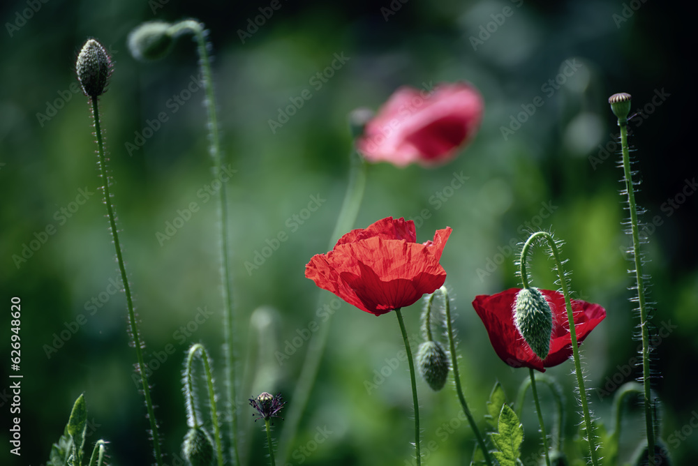 Obraz premium Red spring poppy