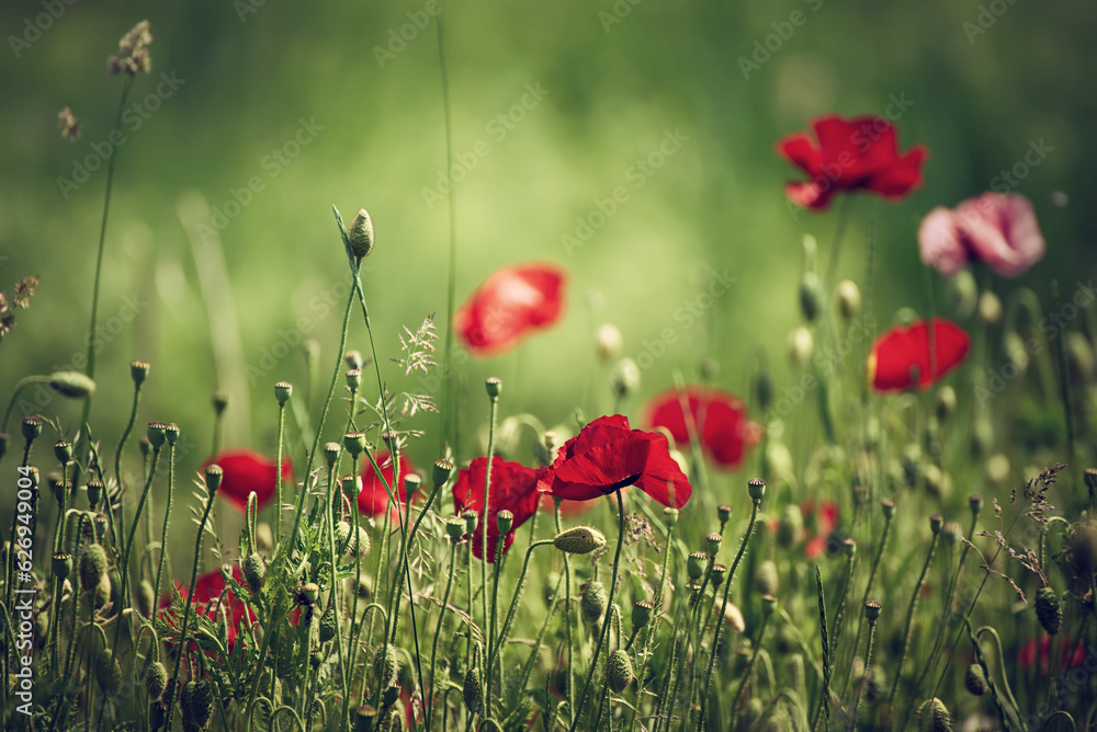Obraz premium Red spring poppy