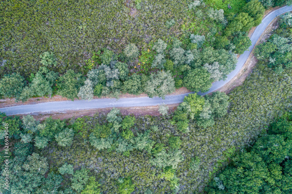 overhead aerial view of a road in an oak forest on an overcast day