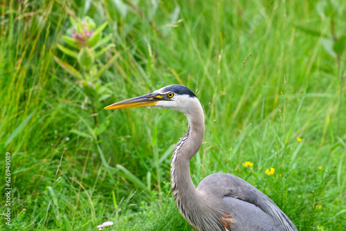 Great Blue Heron closeup portrait against green grass