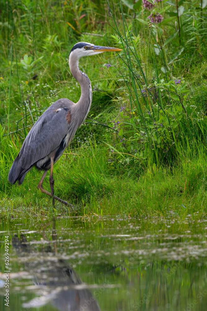 Great Blue Heron standing on green grass, portrait Great Blue Heron standing on green grass, portrait