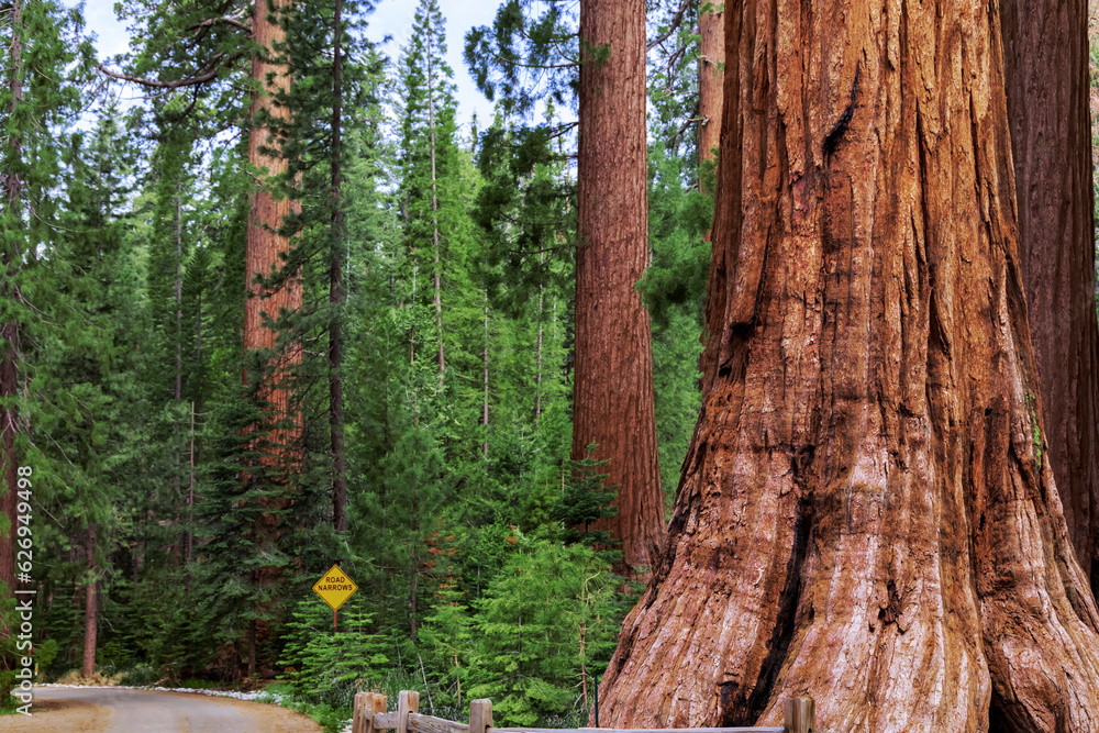 Φωτογραφία The Mariposa Grove of Giant Sequoias, Yosemite National Park, California USA