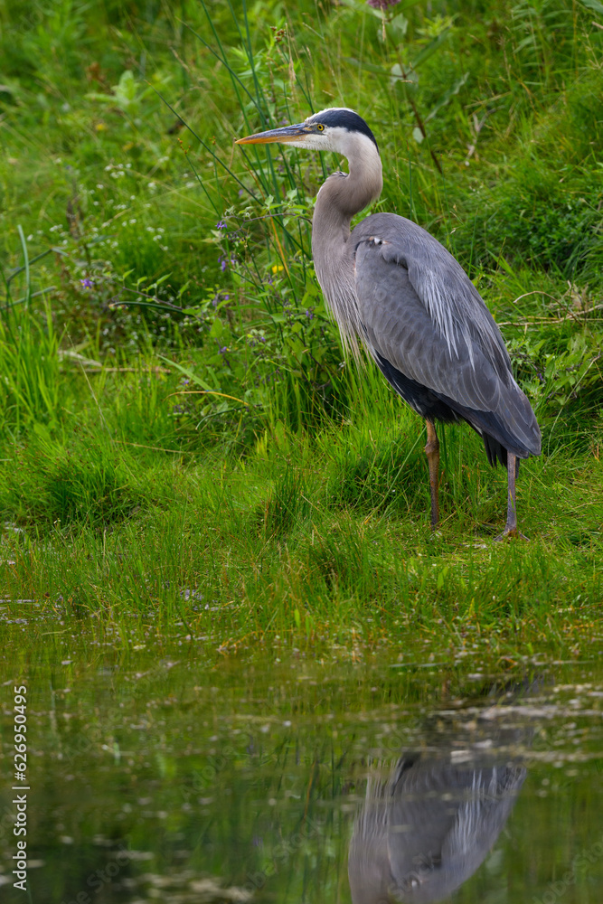 Great Blue Heron standing on green grass, portrait Great Blue Heron standing on green grass, portrait